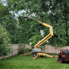 How Our Tree Care Process Works  in  Nesquehoning, PA