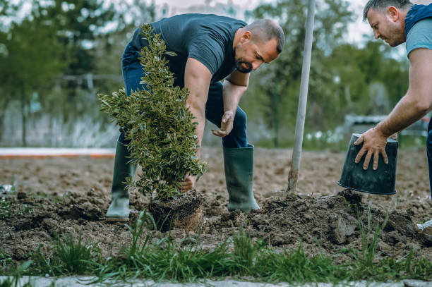 Reliable Nesquehoning, PA Tree Services Solutions